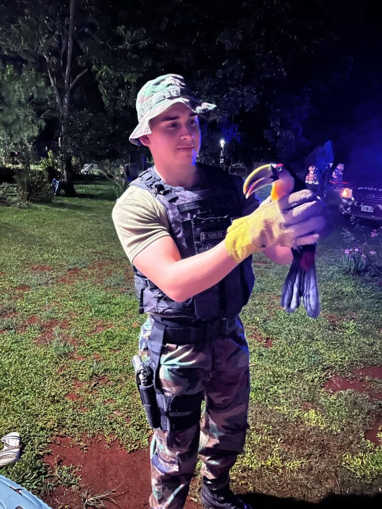 Rescatan a un tucán herido en Misiones y lo trasladan a un centro de rehabilitación
