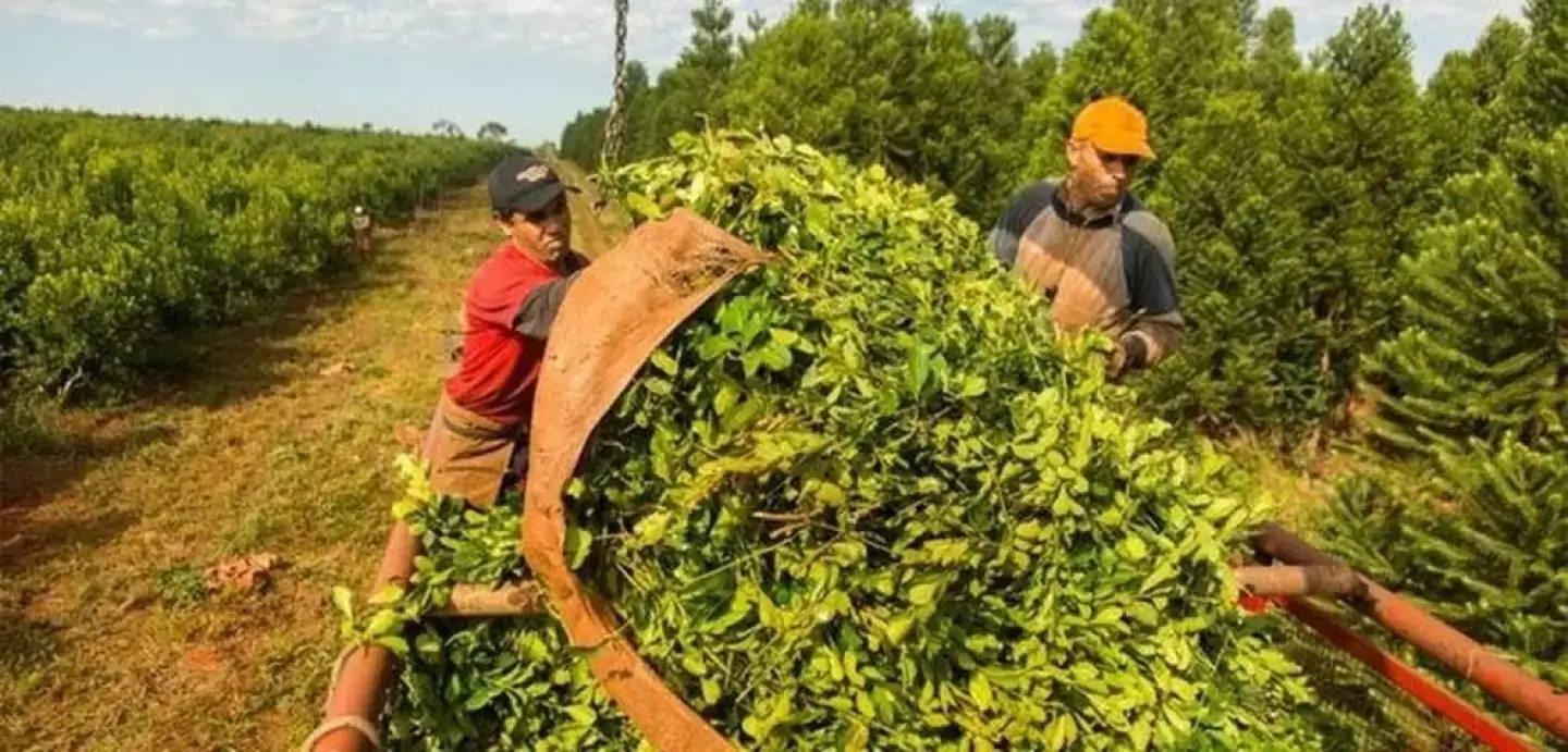 Los grandes molinos continúan acumulando ganancias millonarias a costa de los productores.