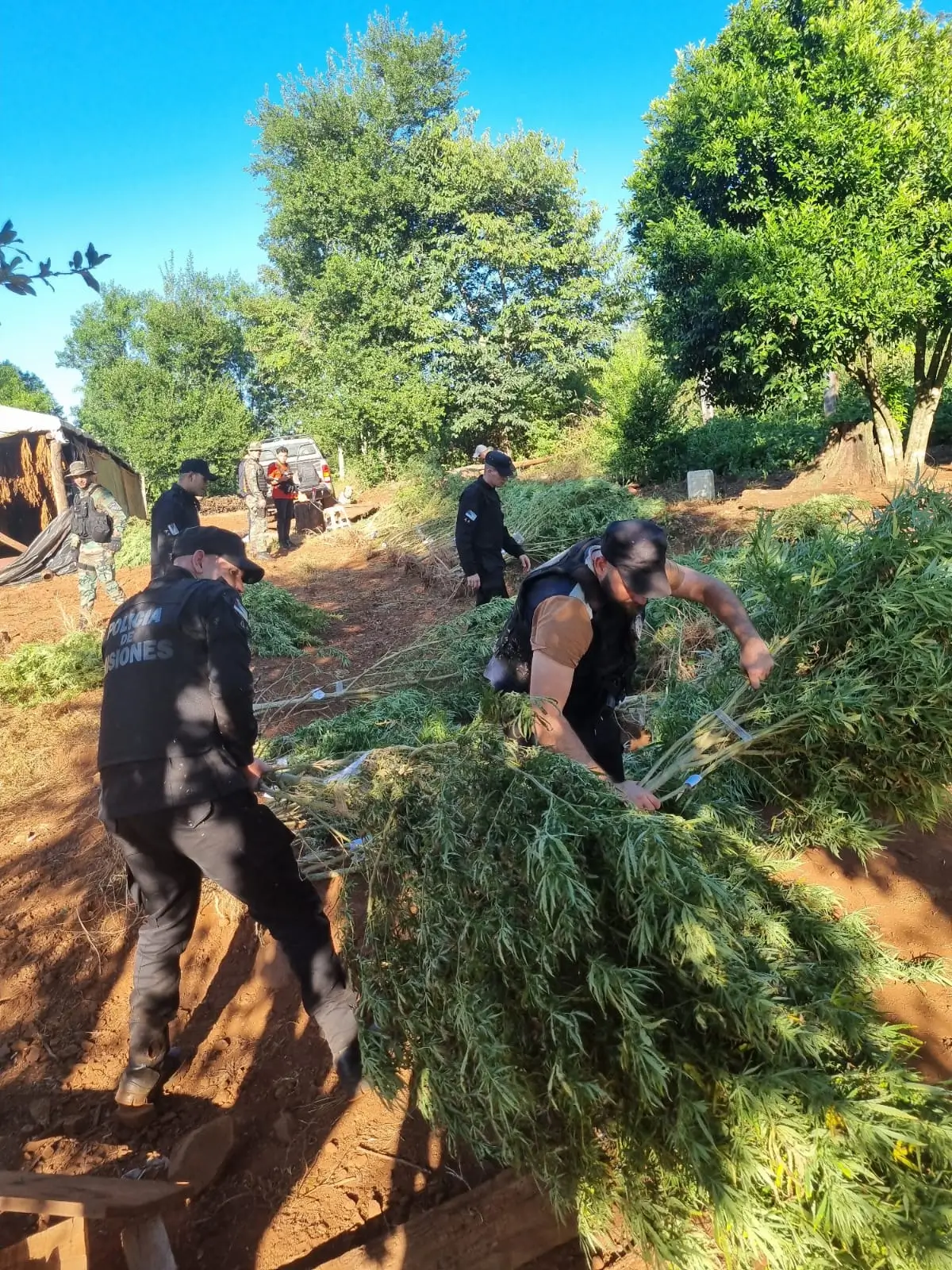 En un megaoperativo llevado a cabo en la zona del Paraje El Portón, localidad de Aurora, la Policía de Misiones desbarató una plantación de marihuana valuada en más de 700 millones de pesos. Durante la operación, se detuvo a dos hombres de 34 y 43 años, presuntos cuidadores de la plantación ilegal.