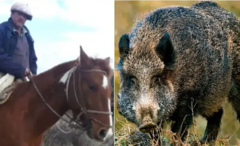 Los jabalíes, aunque parecen inofensivos, pueden volverse extremadamente agresivos si se sienten acorralados o están heridos.