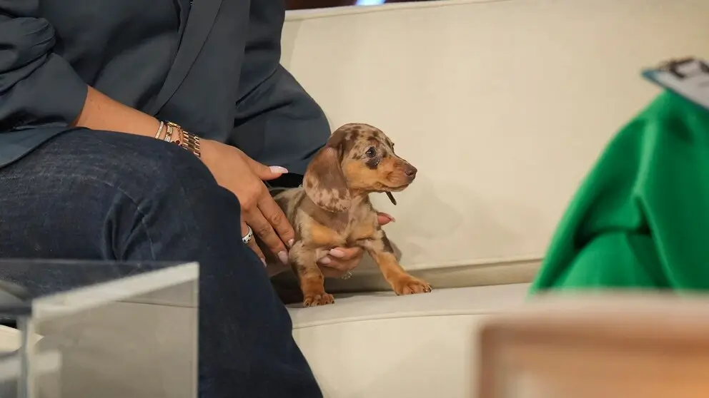 Francesca Icardi inspiró el reclamo tras no querer separarse de su mascota Cookie