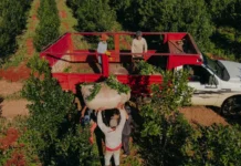 Un alivio para el sector yerbatero: 5.285 tareferos recibirán el subsidio Intercosecha desde octubre