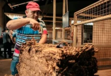 Misiones anuncia el pago de más $7.000 millones para 11 mil productores tabacaleros