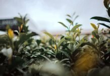 Misiones gestiona la inclusión del té misionero en el acuerdo comercial con Estados Unidos