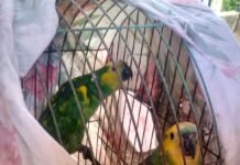 Policía Ambiental rescata animales silvestres que se encontraban en cautiverio