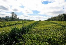 Misiones fija el nuevo precio del té y garantiza presibilidad para la cadena productiva