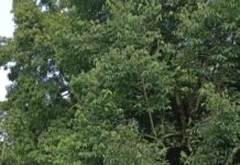 San Vicente: investigan la muerte de un joven hallado sin vida en el Camping Los Cedros