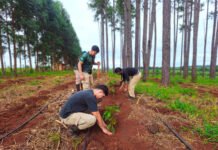 Misiones abre camino al café: ensayos agroforestales exploran una nueva alternativa productiva