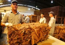 Hoy se acredita el pago de casi $2.000 millones para más de 11 mil tabacaleros misioneros