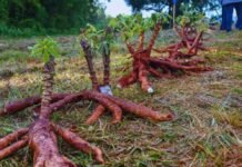 El INTA desarrolla cultivares de mandioca para el consumo y la industria