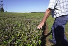 La crisis nacional empuja a productores misioneros a vender sus chacras y crece el interés desde Europa