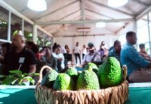 Palta: más de 40 productores se capacitaron en producción de plantines injertados