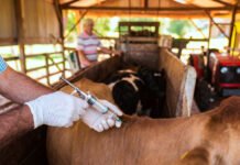 Inicia nueva campaña contra aftosa y brucelosis: Misiones refuerza su estatus sanitario y protege la ganadería