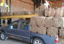 El acopio del tabaco en Misiones ya generó más de $45.600 millones a productores