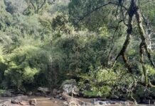 La Policía Ambiental desmanteló nuevas trampas ilegales en Arroyo Bonito y protegió el ecosistema acuático