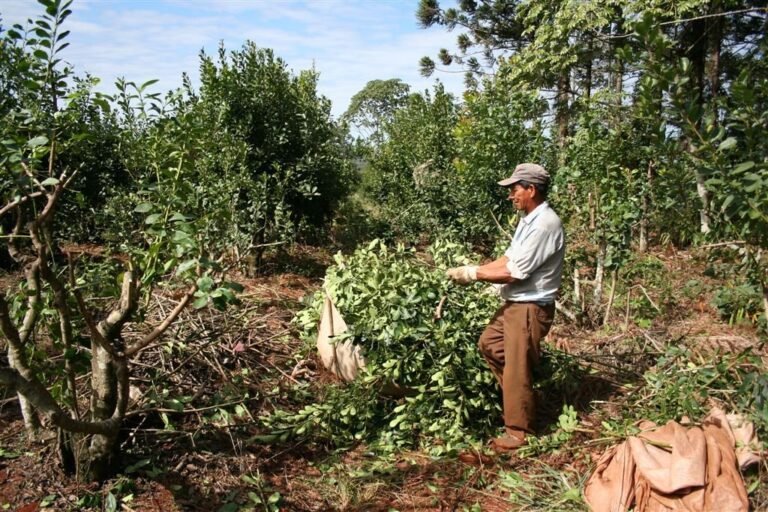 Asistencia alimentaria provincial para 14.000 familias tareferas en octubre